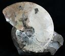 Placenticeras Ammonite - Pierre Shale, SD #6097-3